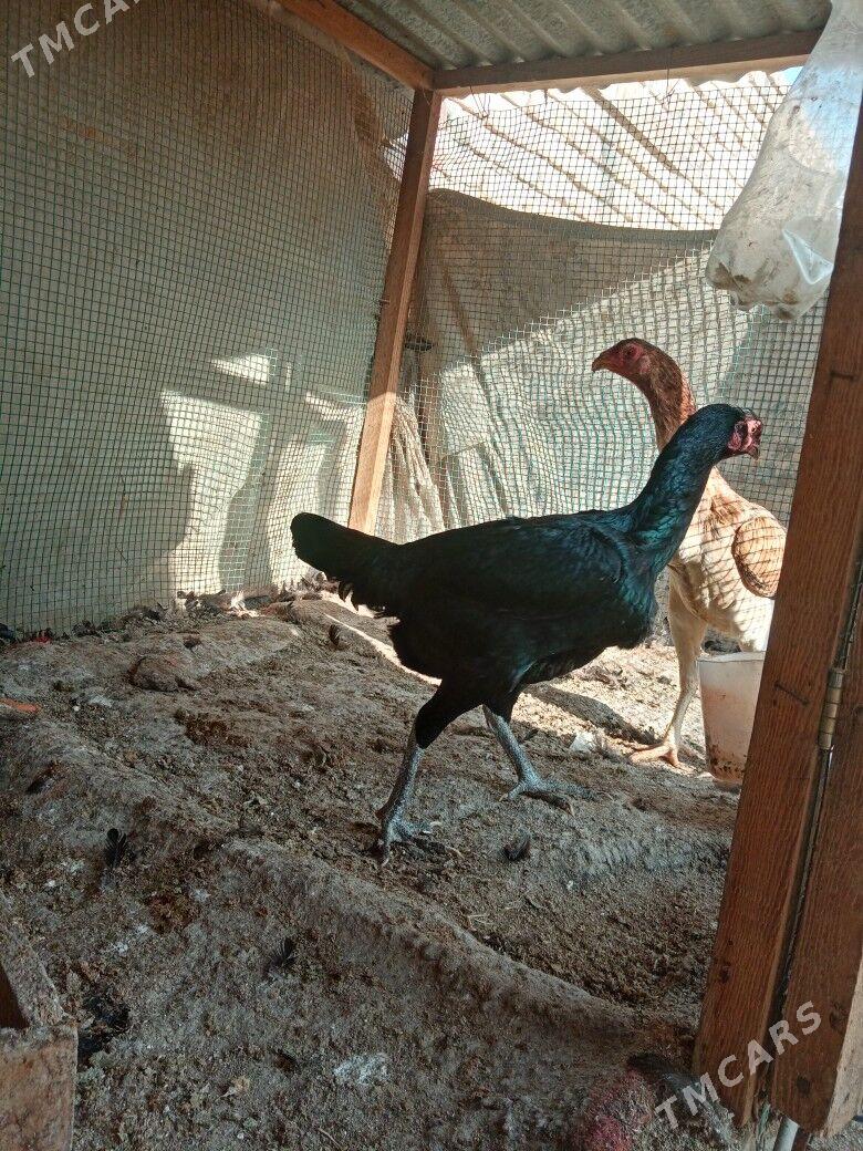 Baysovyy tovuklar - Türkmenabat - img 2