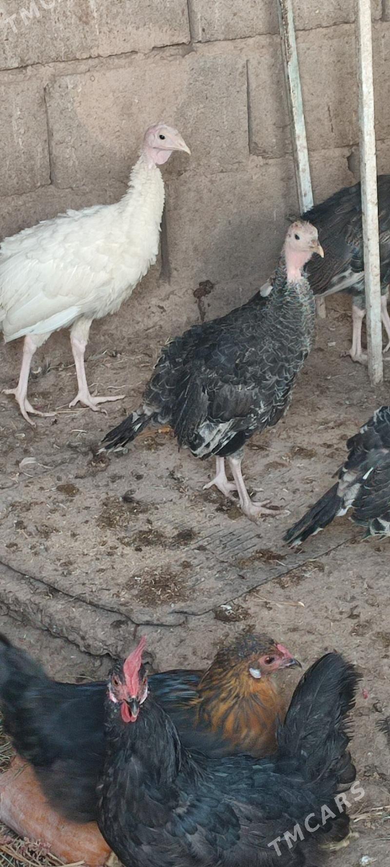 induk - Серахс - img 2