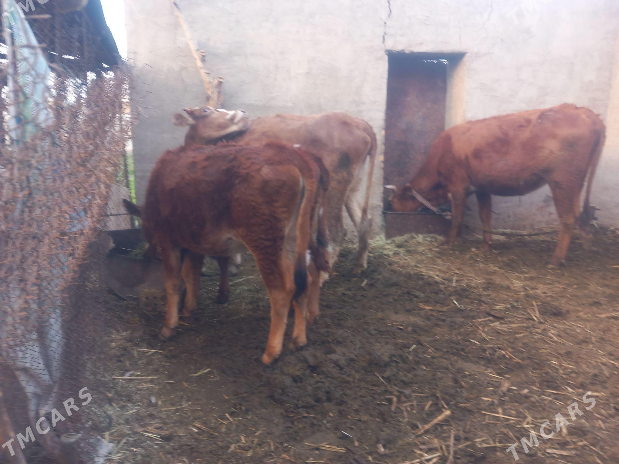 goleli.gysyr.sagylyan sygyrlar - Mary - img 7