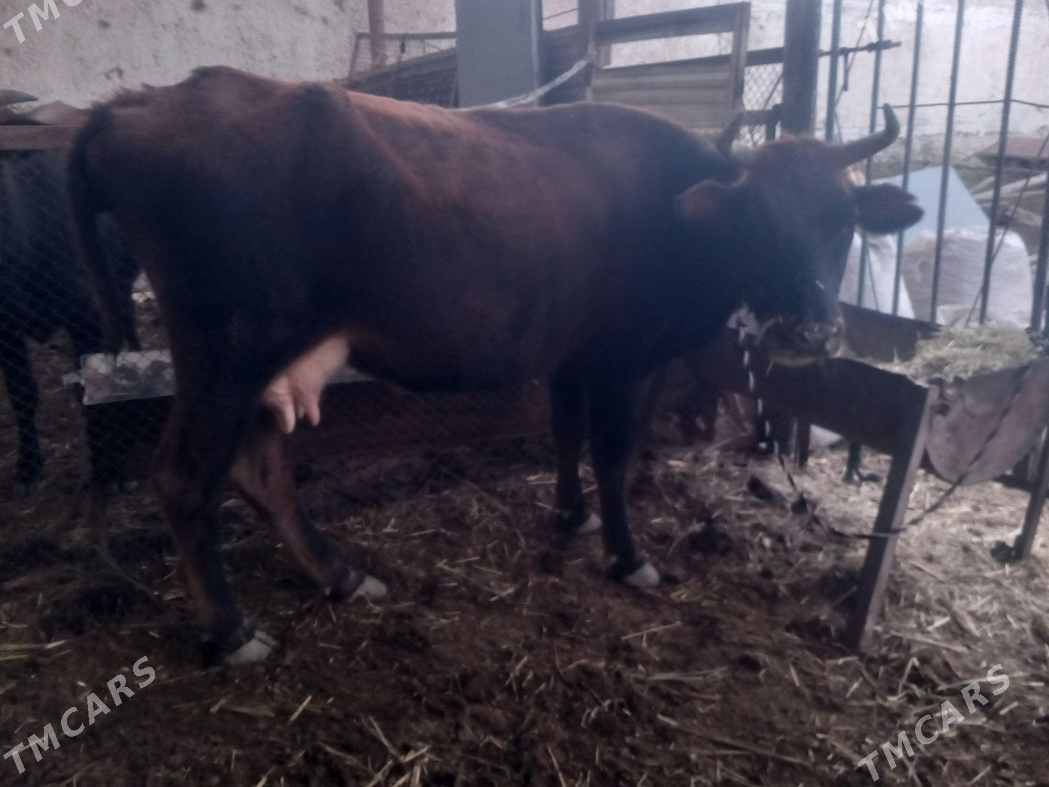 goleli.gysyr.sagylyan sygyrlar - Mary - img 9