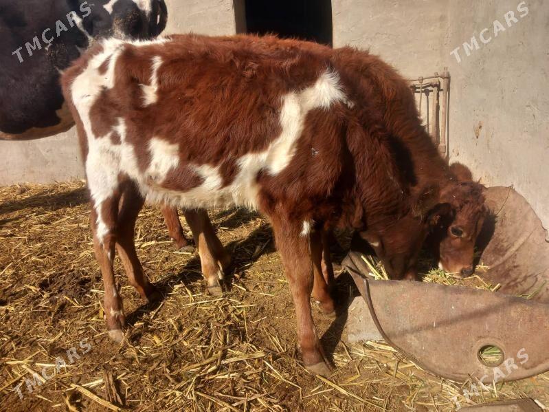 goleli.gysyr.sagylyan sygyrlar - Mary - img 8