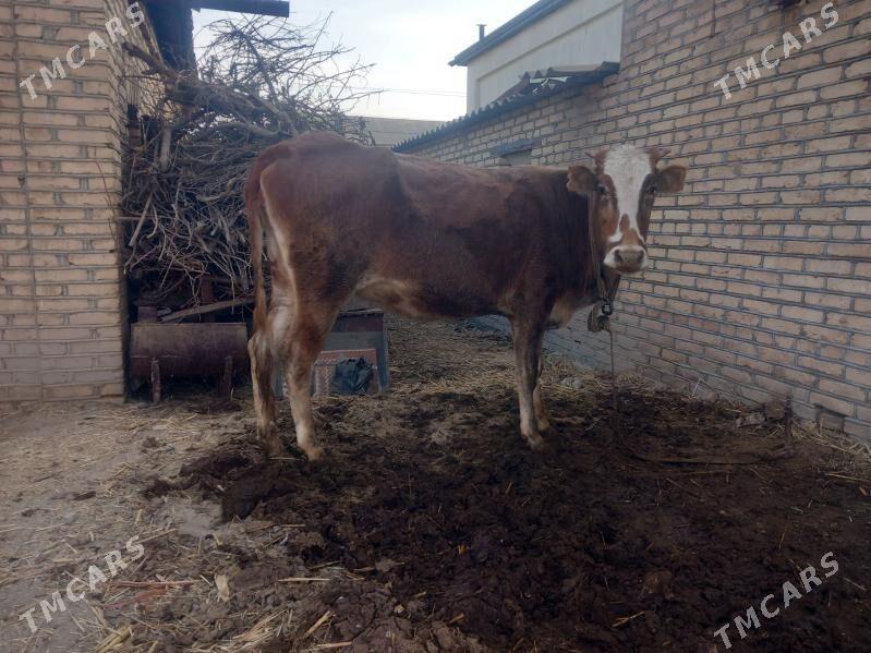 goleli.gysyr.sagylyan sygyrlar - Mary - img 4