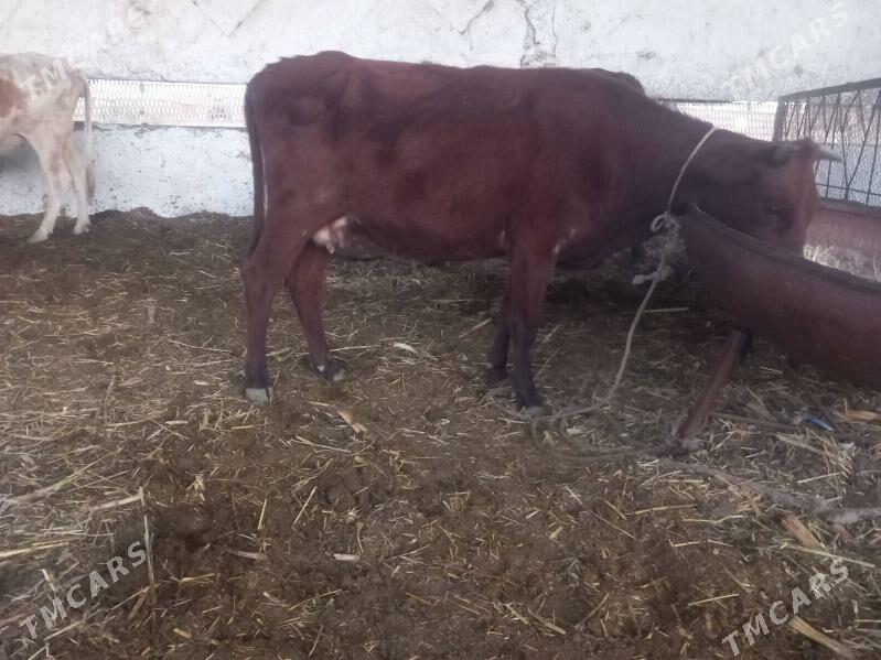 goleli.gysyr.sagylyan sygyrlar - Mary - img 10