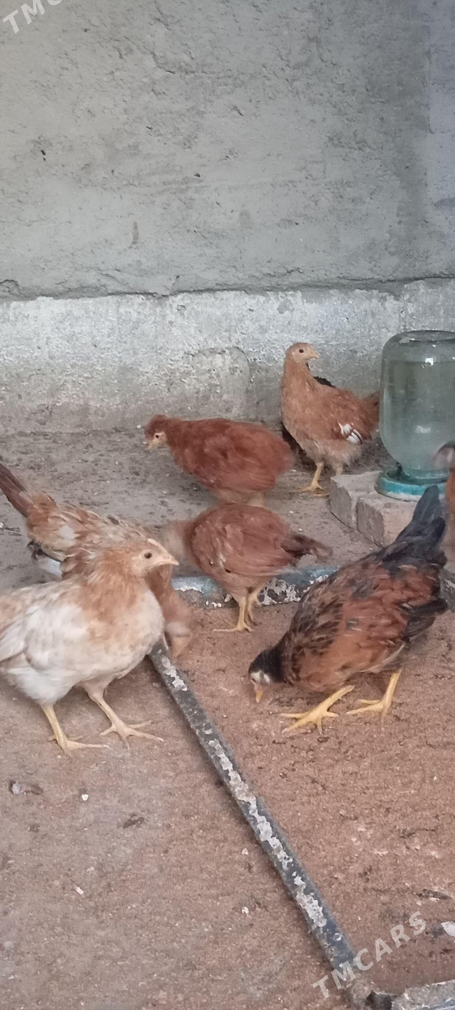 Elin jüje - Bäherden - img 2