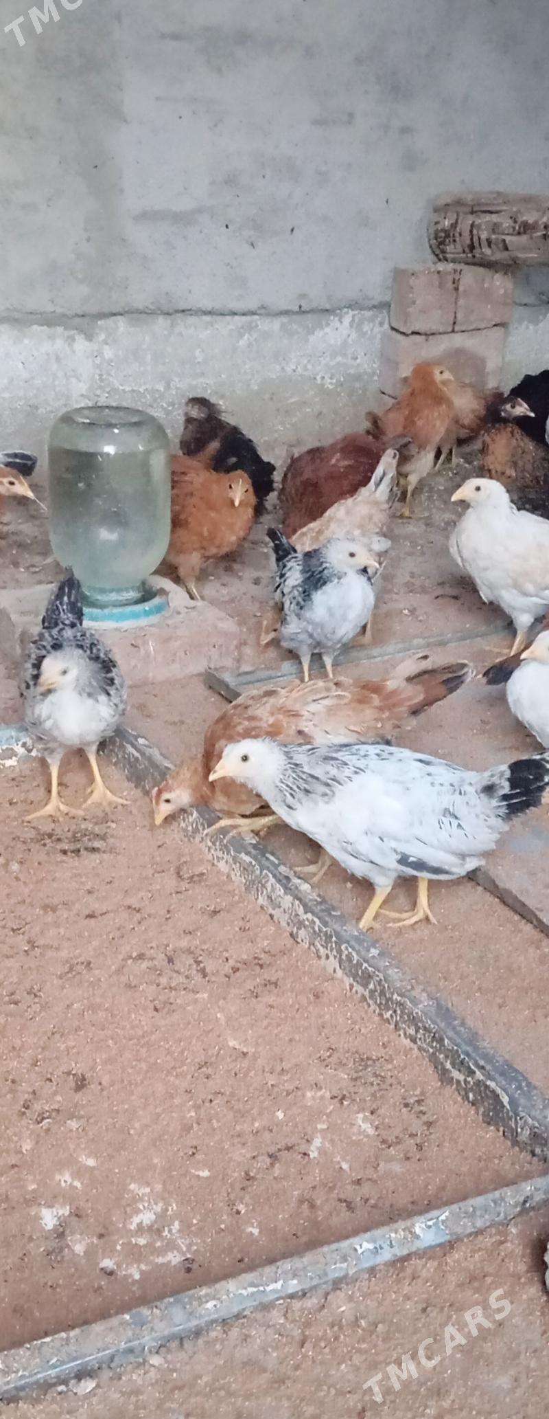 Elin jüje - Bäherden - img 5