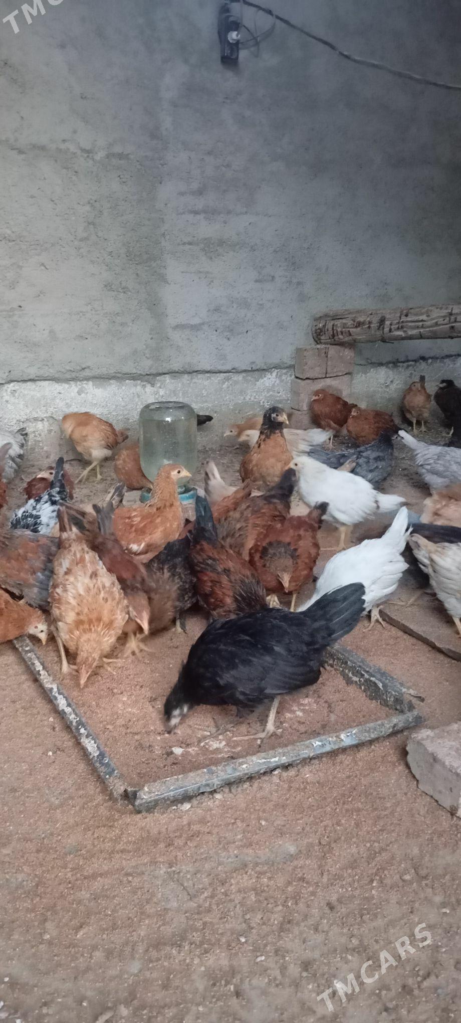 Elin jüje - Bäherden - img 3