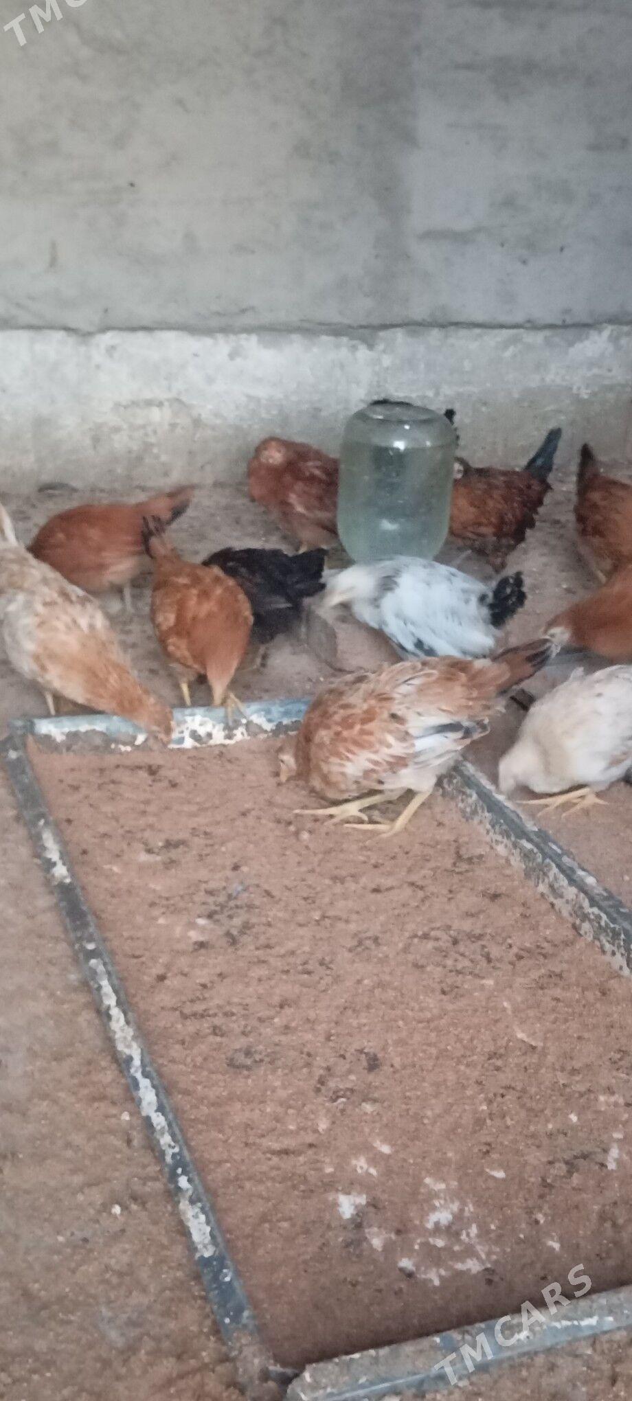 Elin jüje - Bäherden - img 4