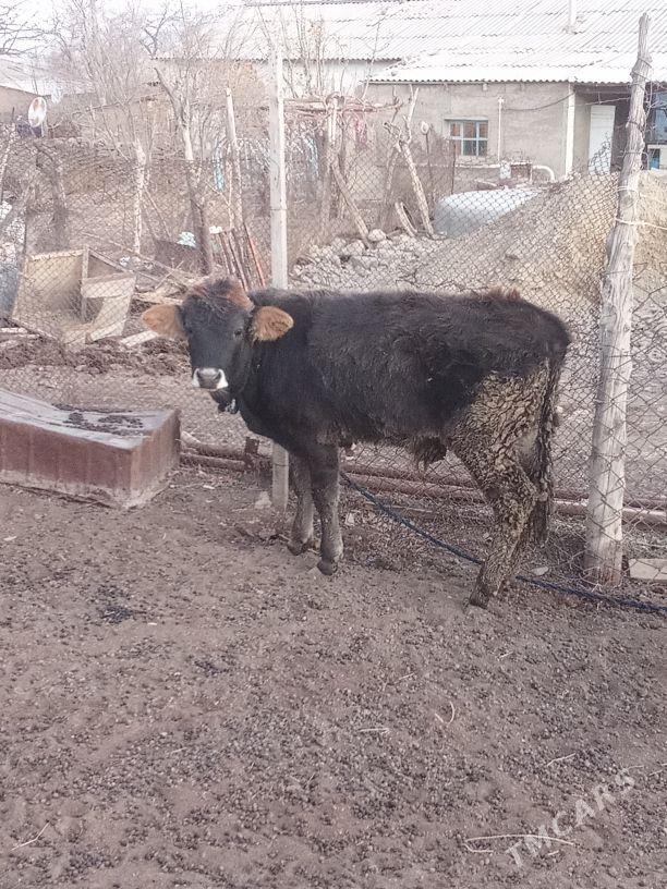 öküz - Бахарден - img 2