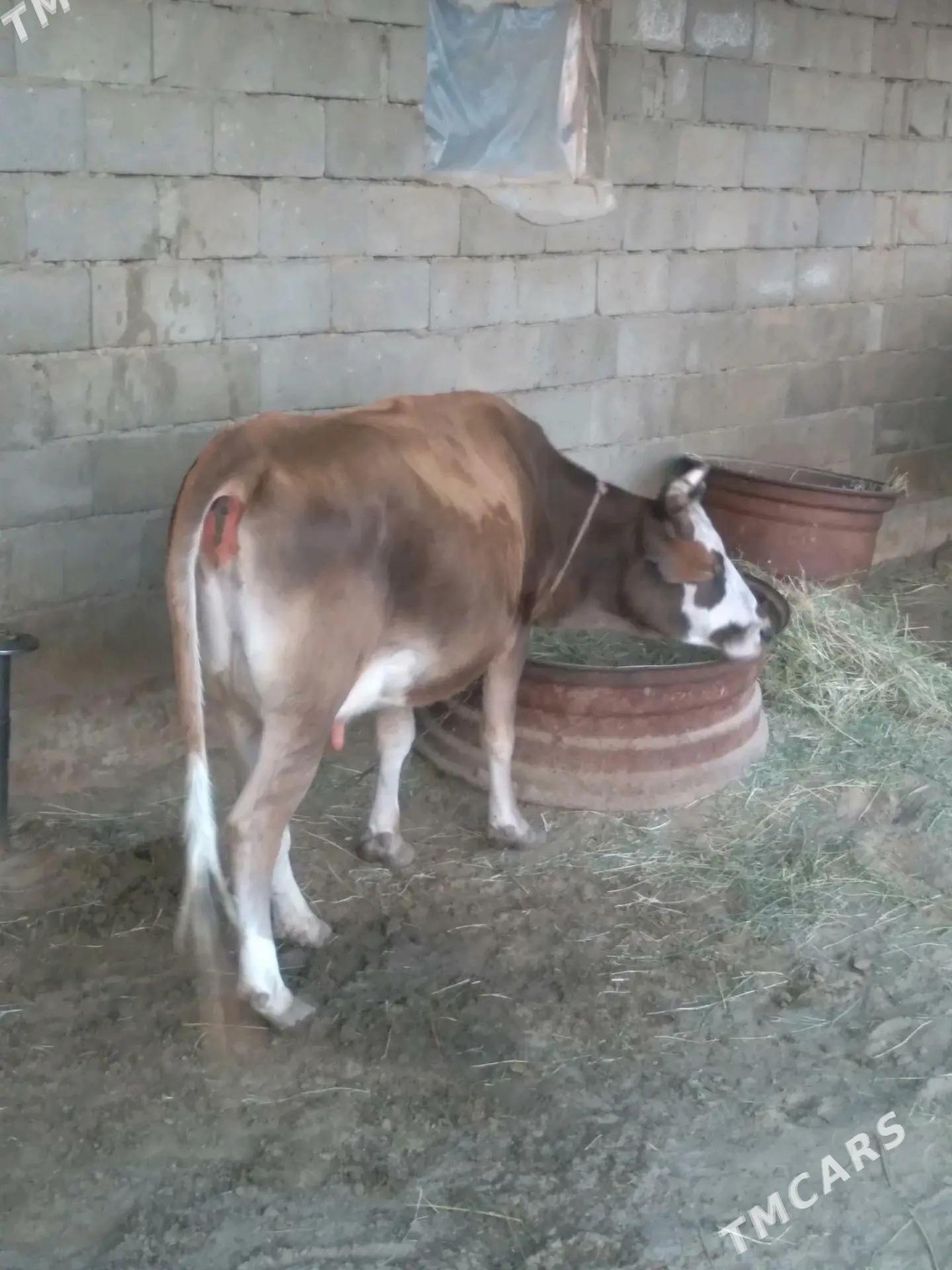 SYGYR - Bäherden - img 2