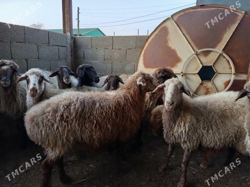Goýun semiz - Берекет - img 2