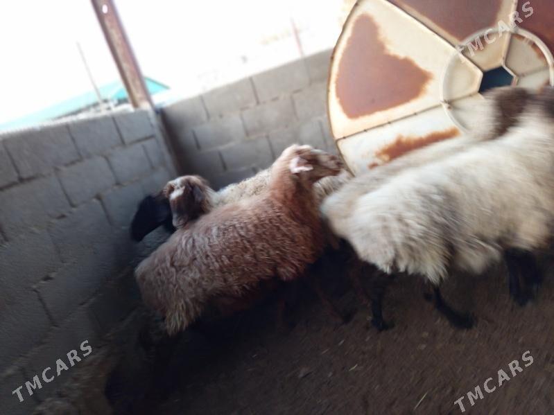 Goýun semiz - Берекет - img 3