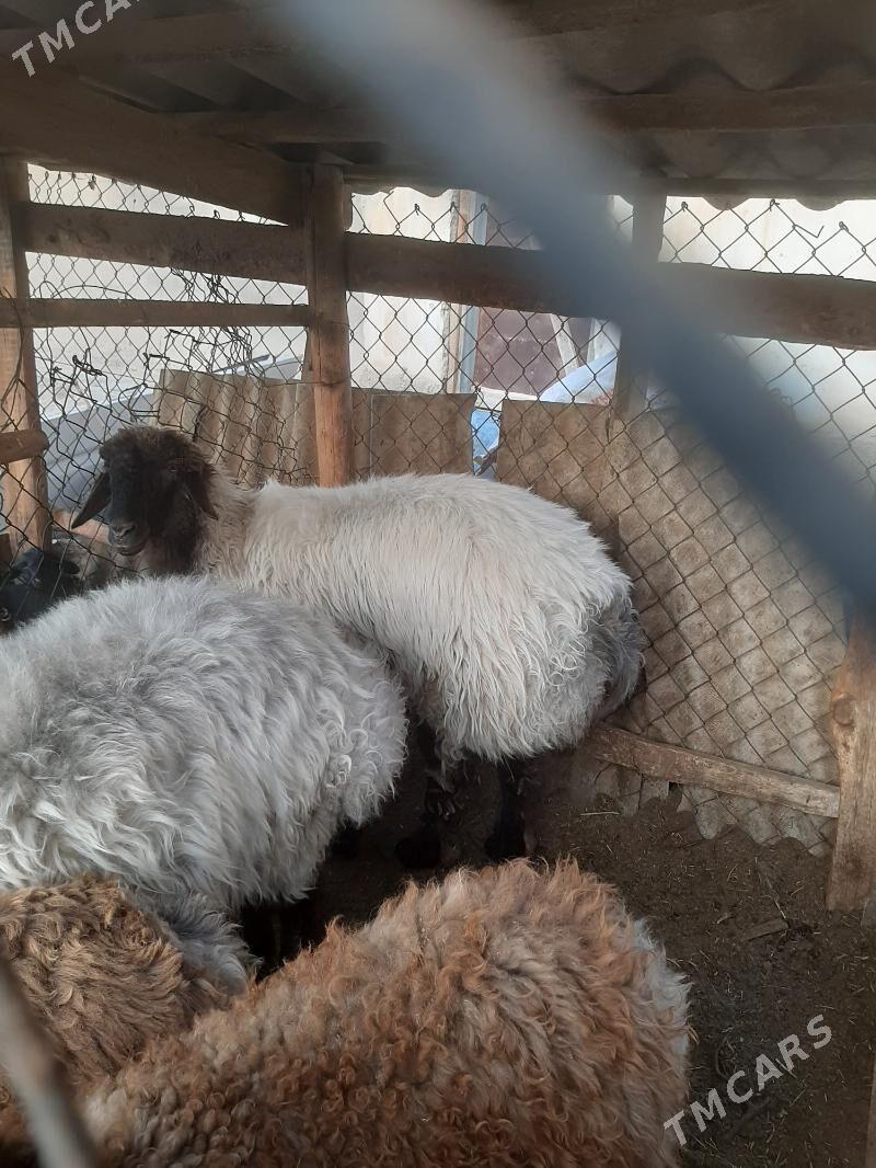 goýun - Бузмеин - img 3