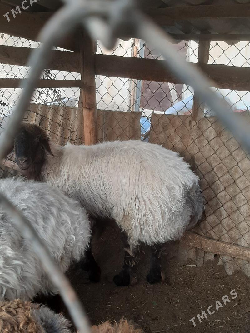 goýun - Бузмеин - img 2