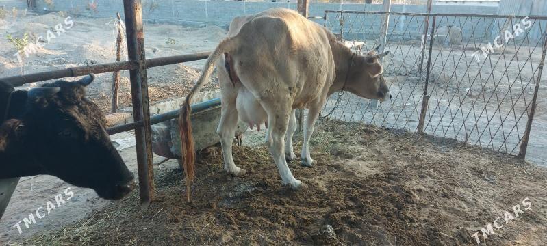 gololi sygyr - Arkadag - img 3