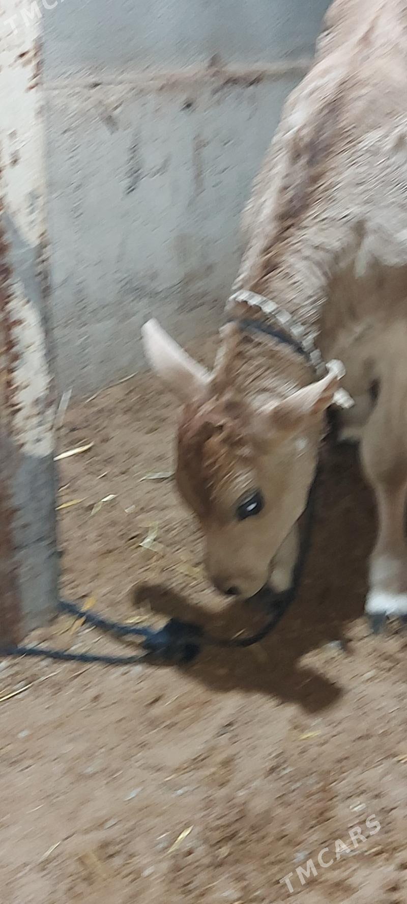 gololi sygyr - Arkadag - img 5