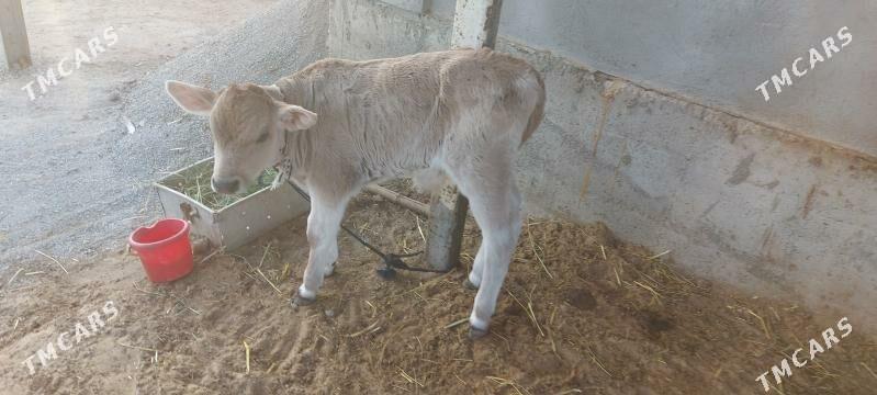 gololi sygyr - Arkadag - img 2