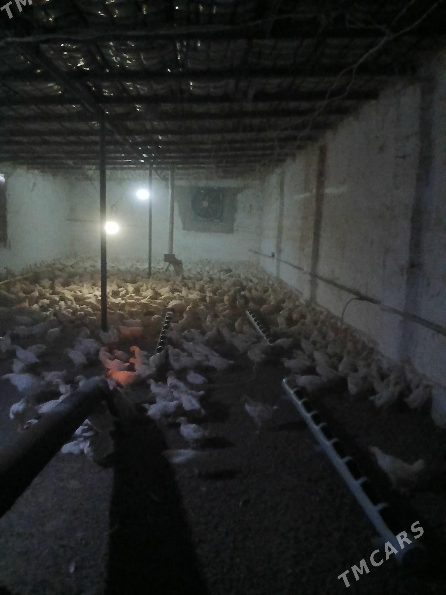 jüje - Бахарден - img 3