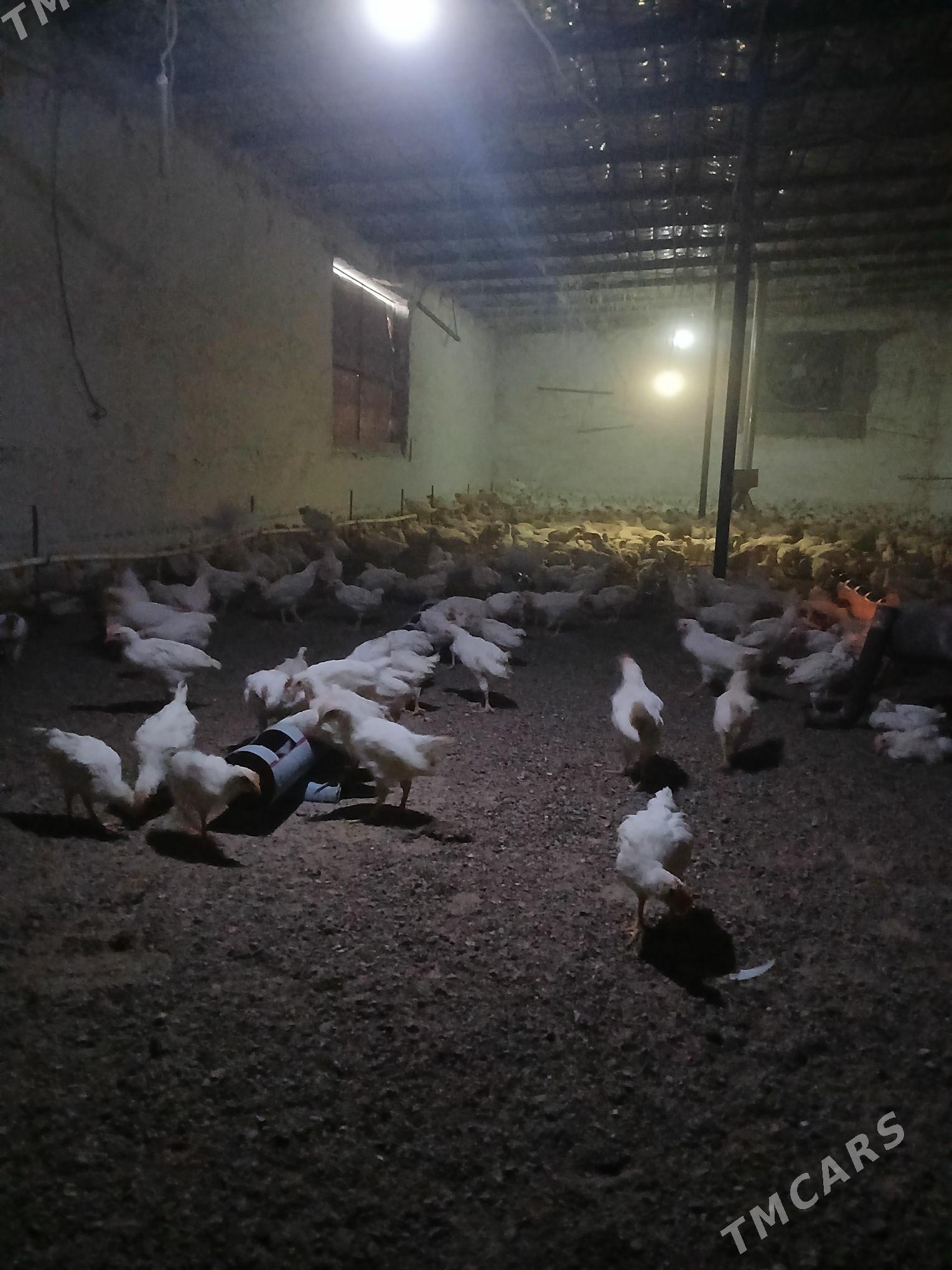 jüje - Бахарден - img 2