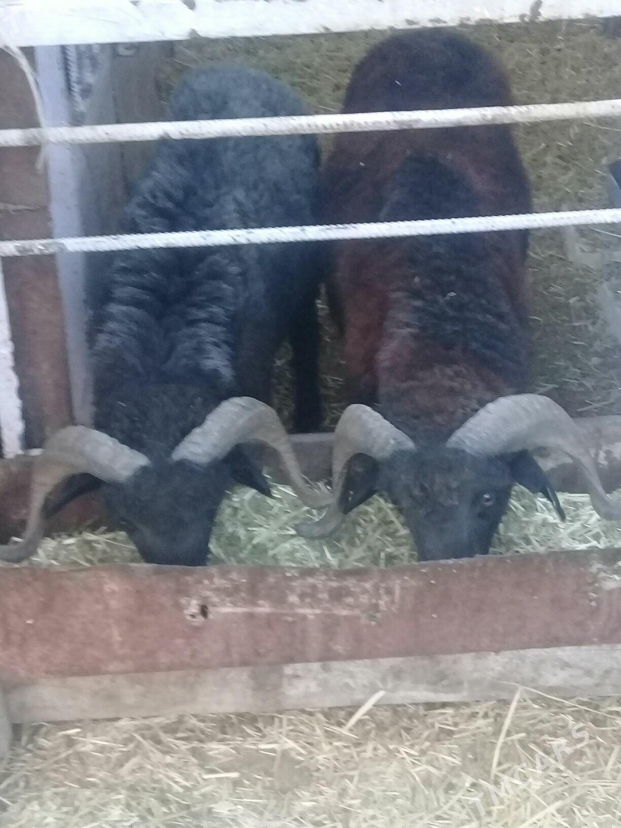 Biçilmedik goçlar - Бахарден - img 4