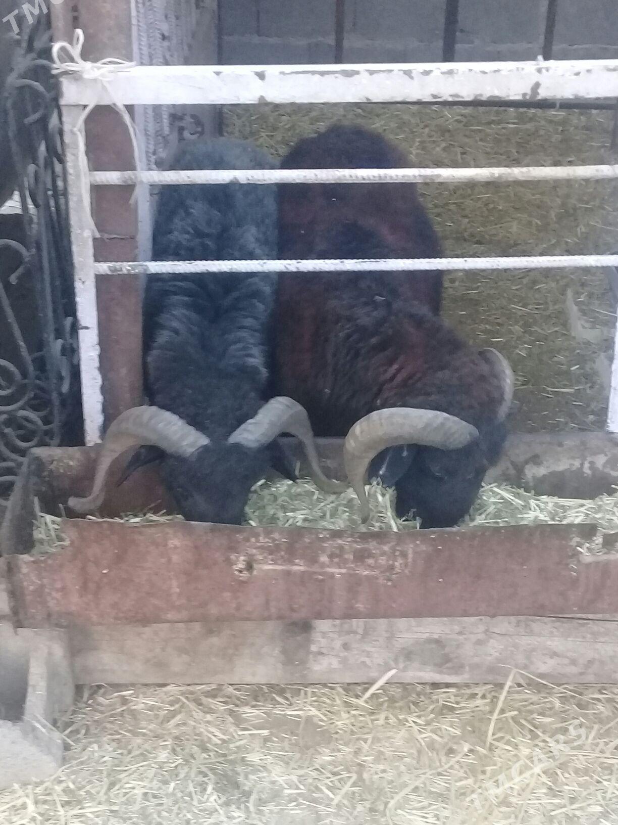 Biçilmedik goçlar - Бахарден - img 3