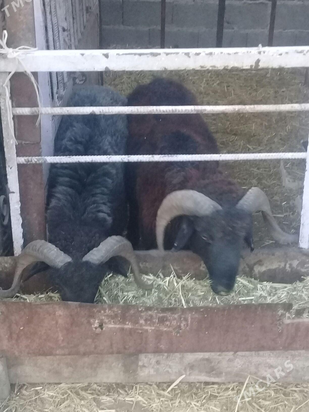 Biçilmedik goçlar - Бахарден - img 2