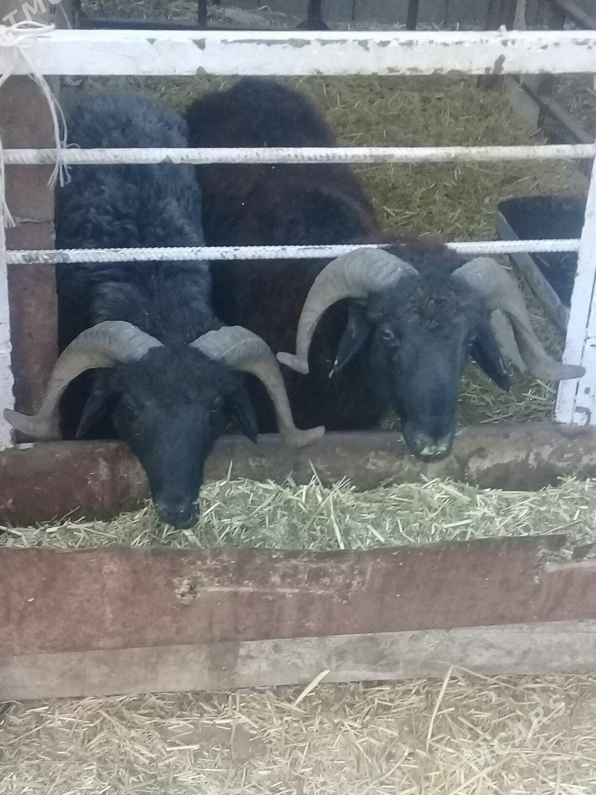 Biçilmedik goçlar - Бахарден - img 1