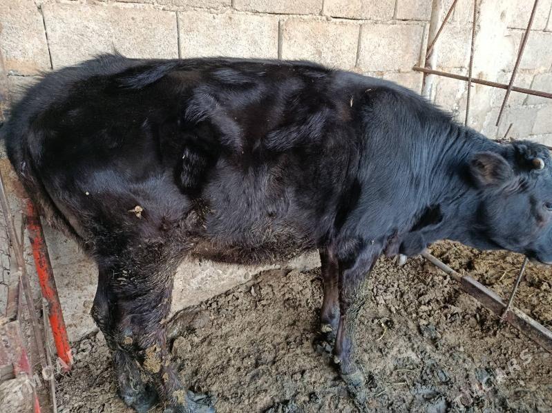 tüwe - Ак-Бугдайский этрап - img 3