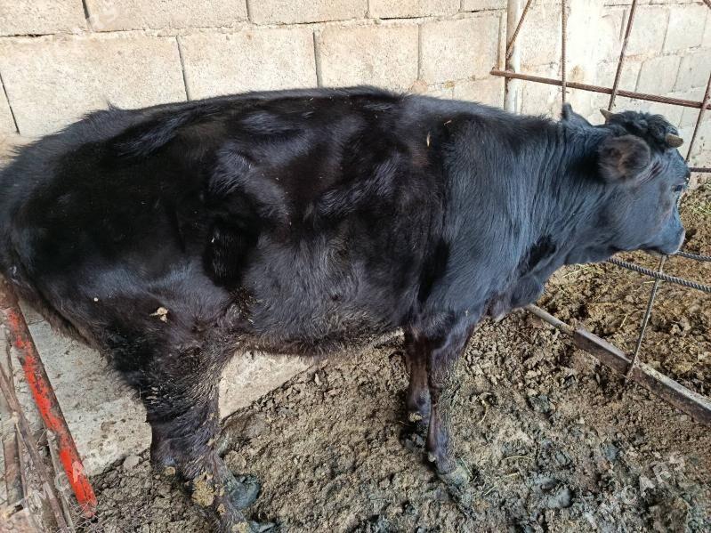 tüwe - Ак-Бугдайский этрап - img 1