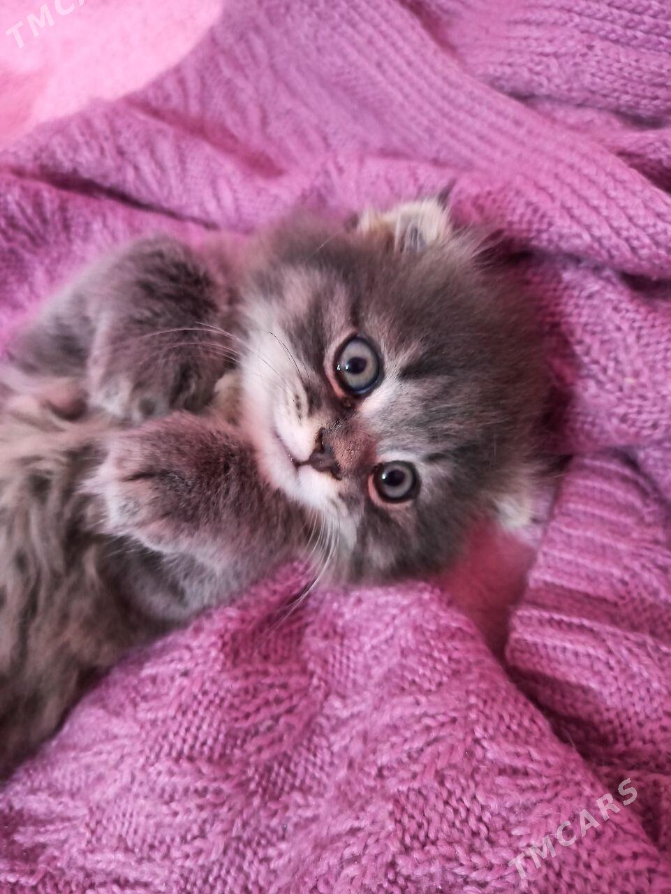 вислоух котёнок девочка - Mary - img 2