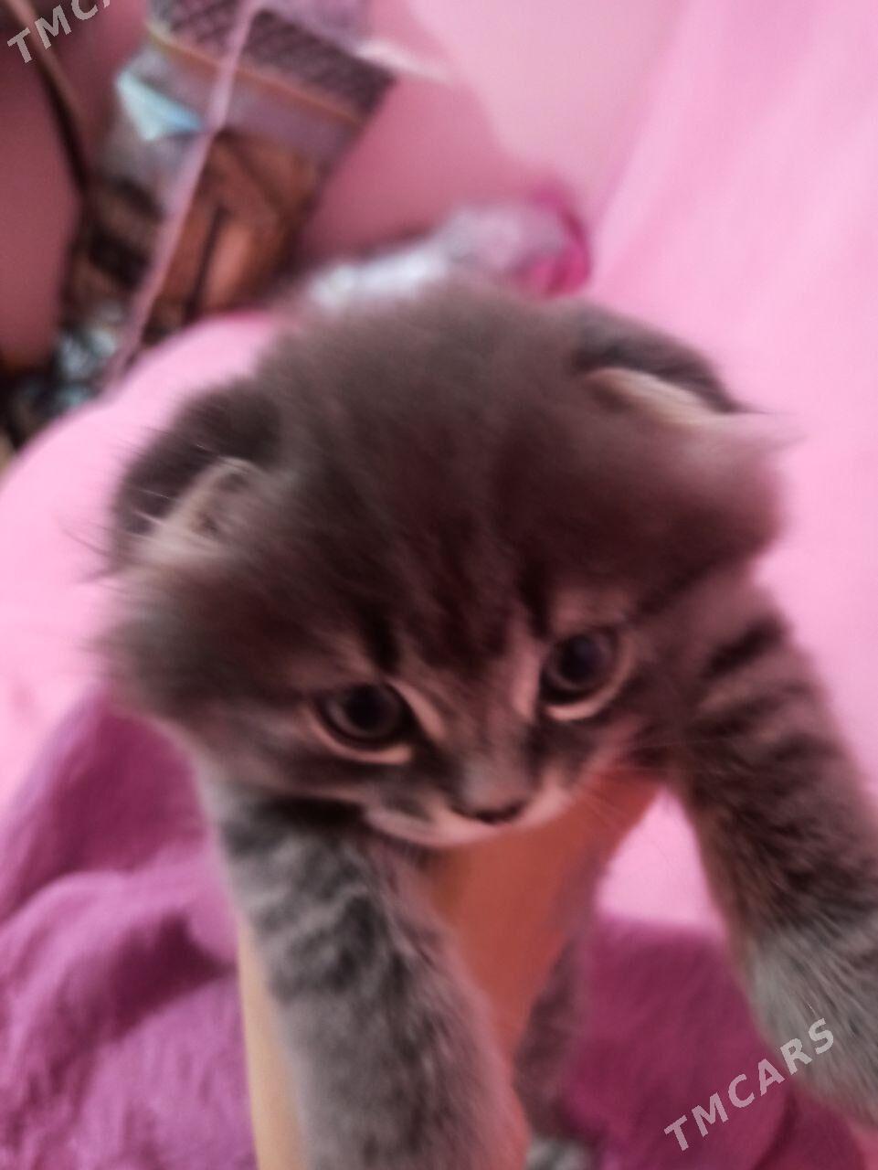 вислоух котёнок девочка - Mary - img 3