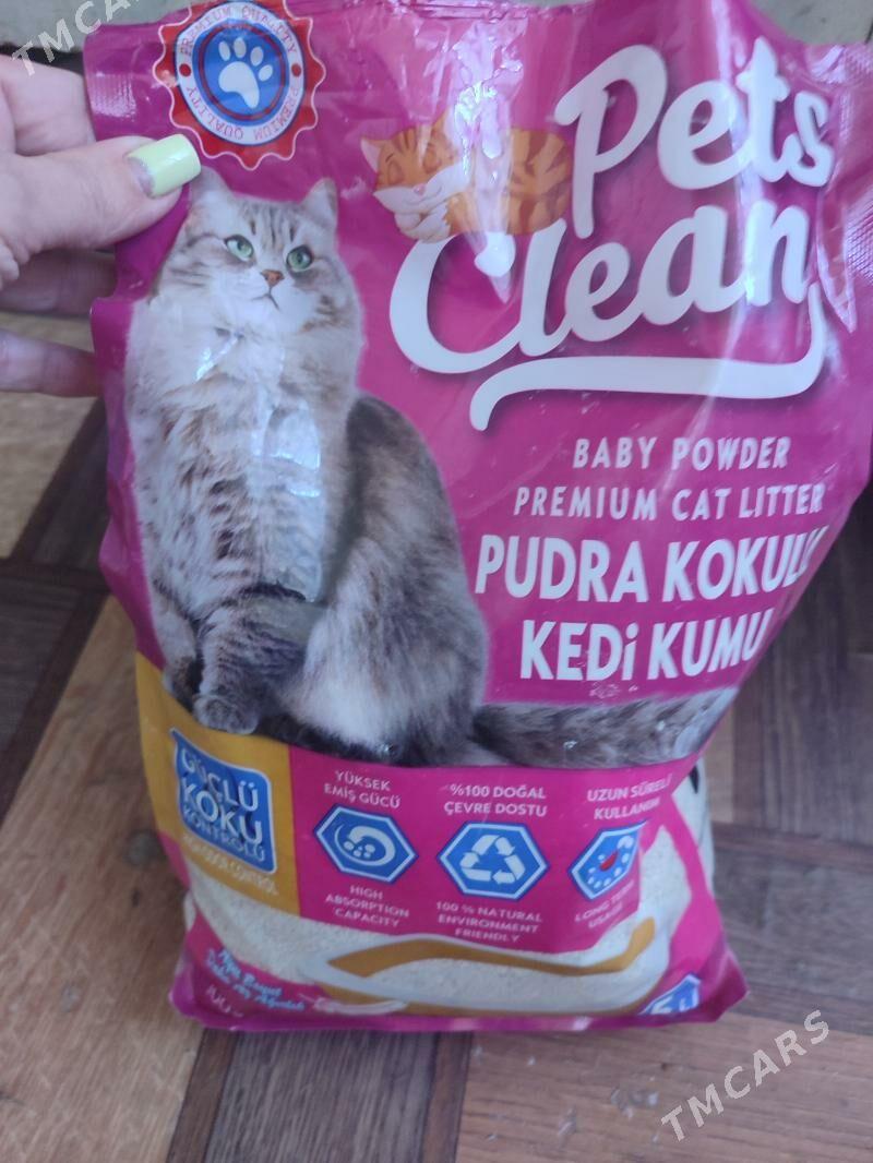 вислоух котёнок девочка - Mary - img 4