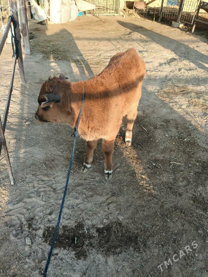 goleli sygyr - Wekilbazar - img 3