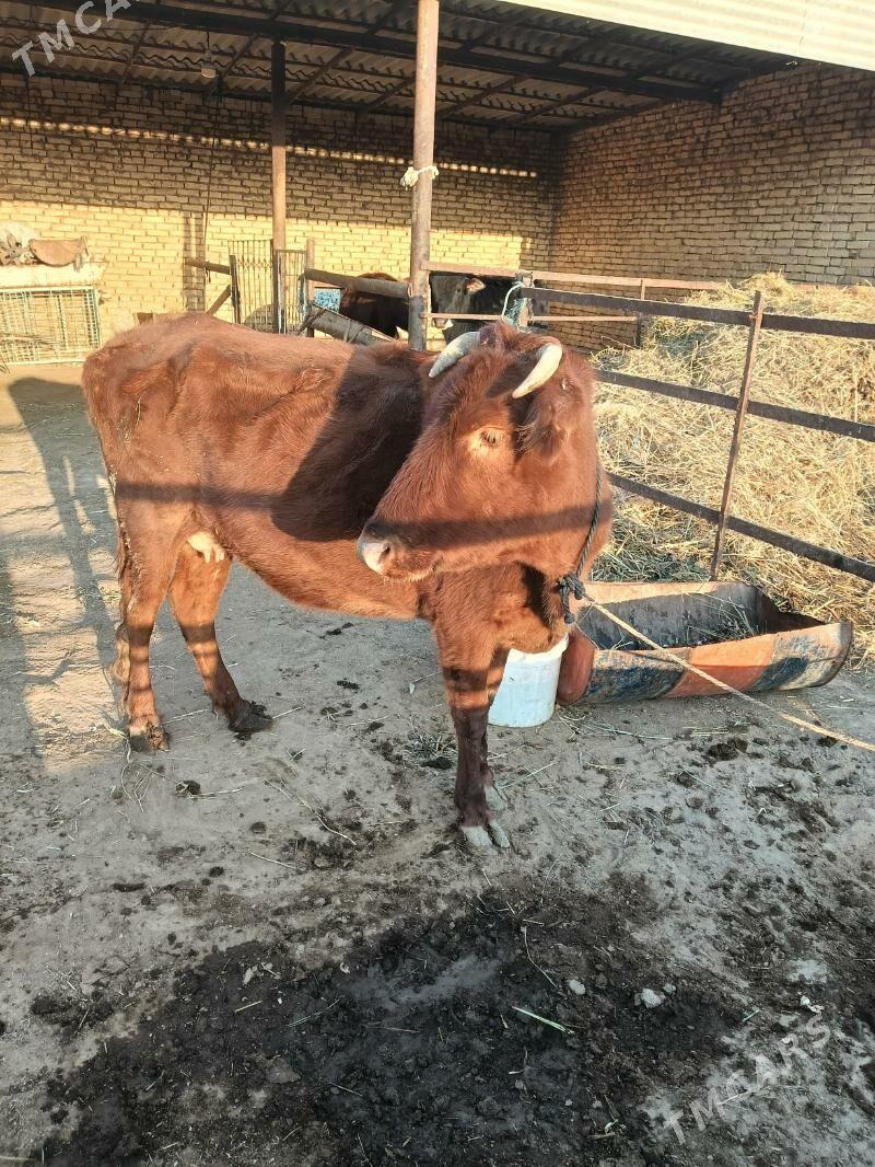 goleli sygyr - Wekilbazar - img 2