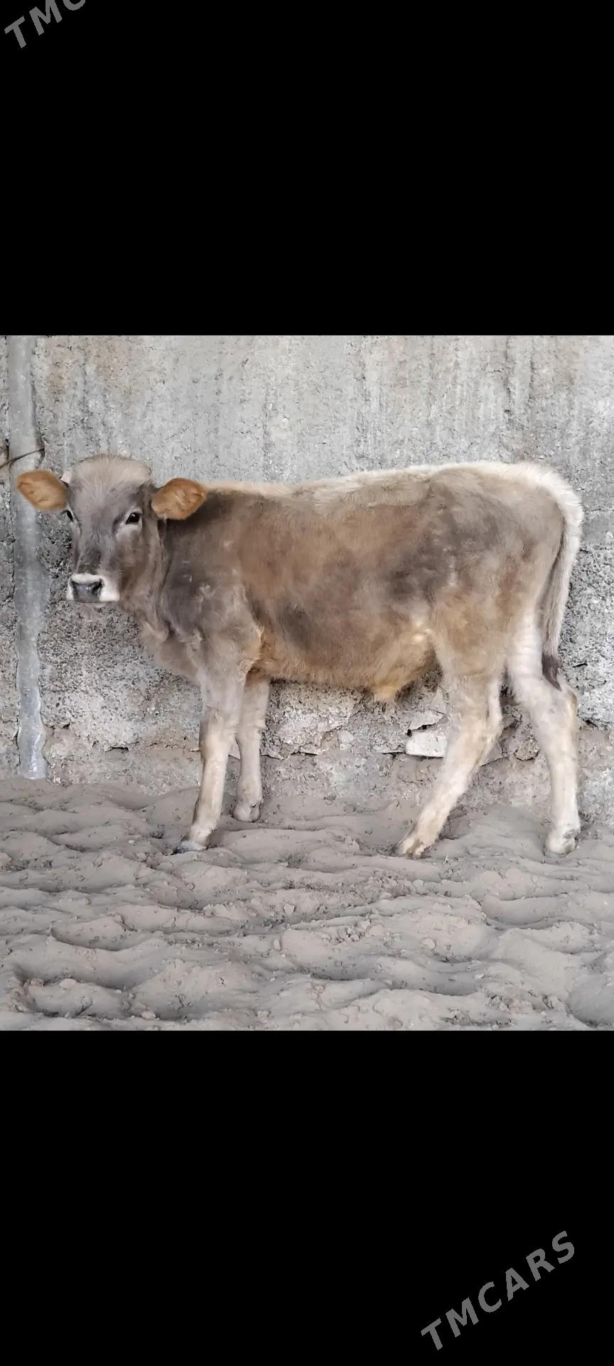 ŠWES OKUZ - Büzmeýin - img 3