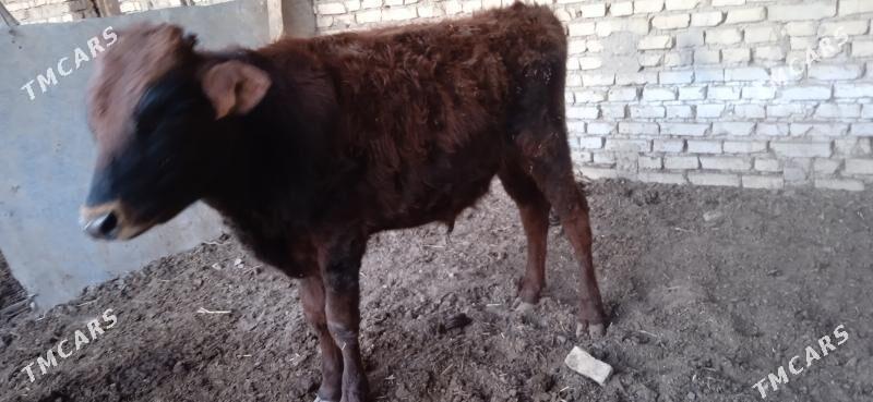 okuz - Мары - img 2