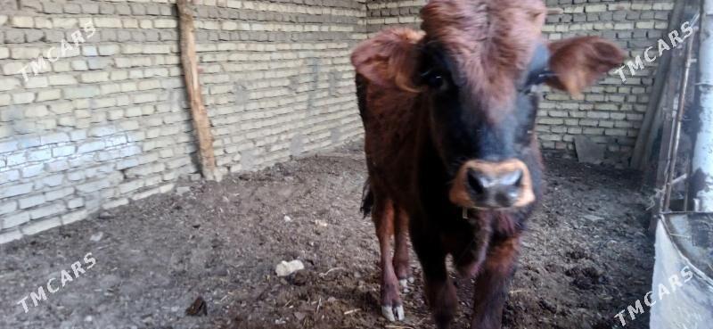 okuz - Мары - img 3