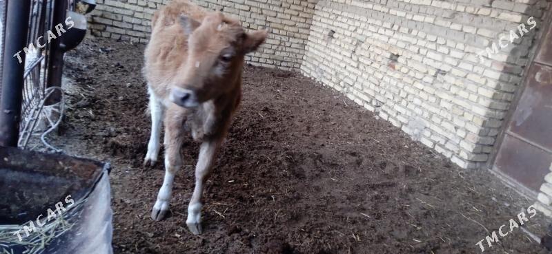 gulajyn - Mary - img 2