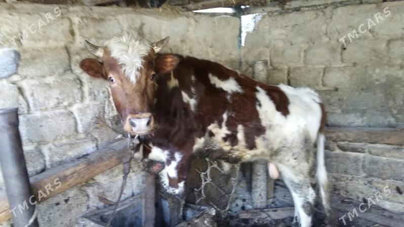 Okuz - Aşgabat - img 2