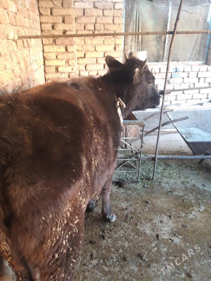 tuwe - Теджен - img 2