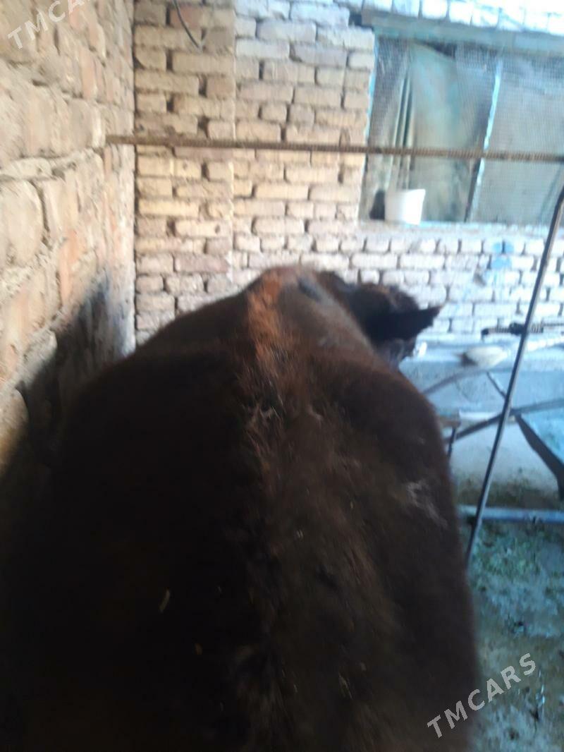 tuwe - Теджен - img 1