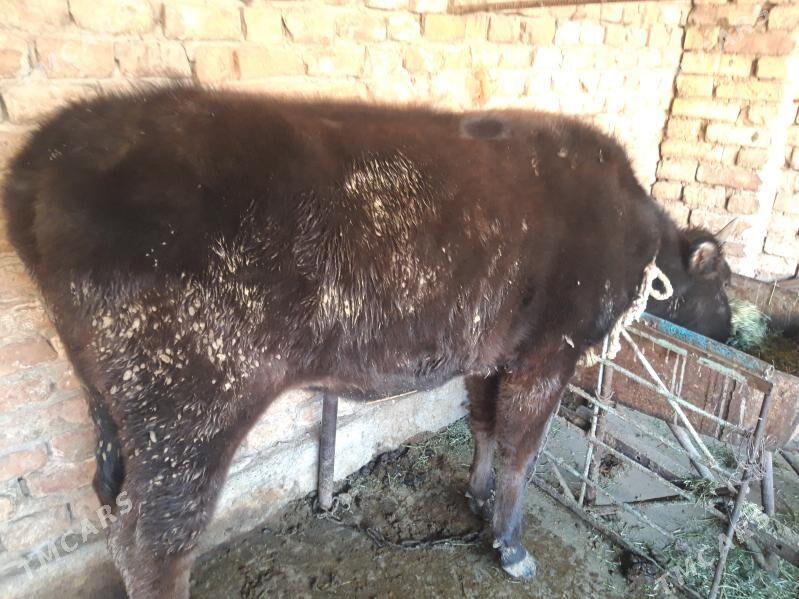 tuwe - Теджен - img 4