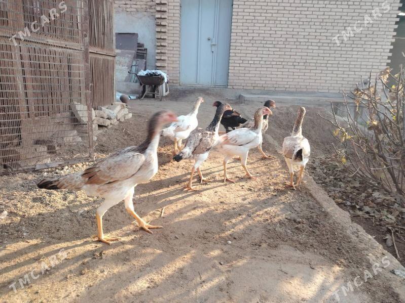 Boýes mäkiler 6 aýlyk - Туркменабат - img 4