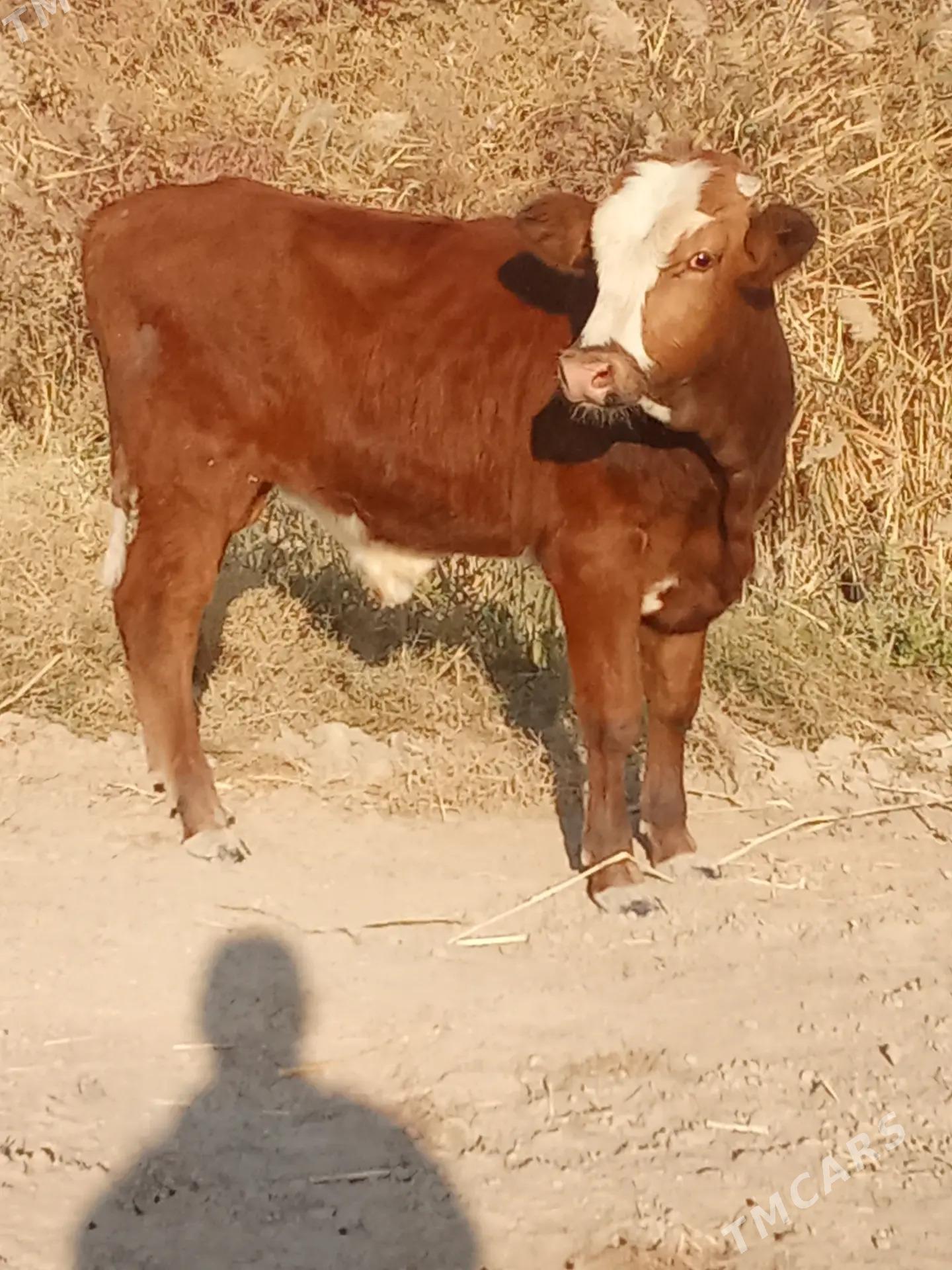 okuz - Baýramaly - img 3