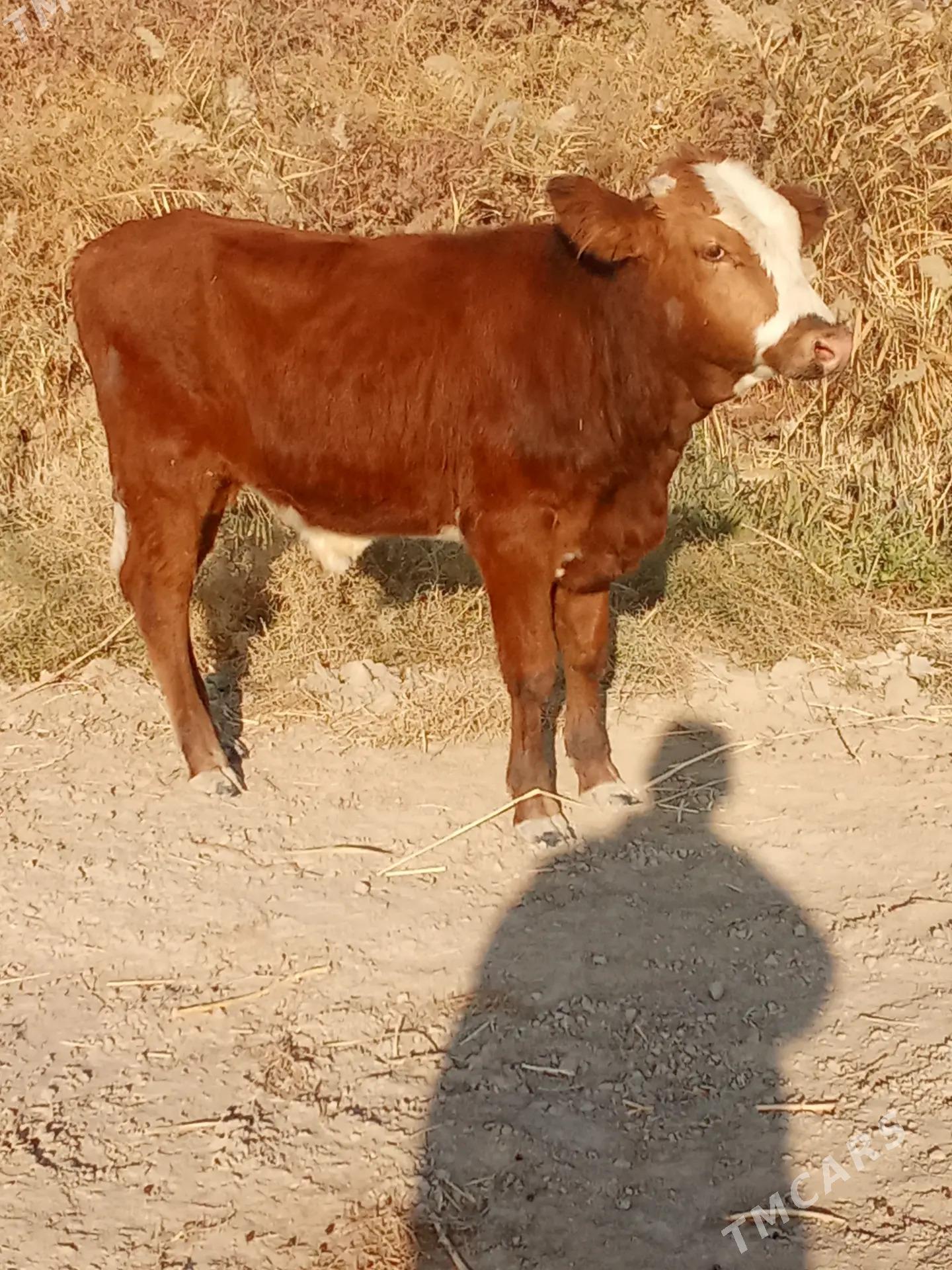 okuz - Baýramaly - img 2