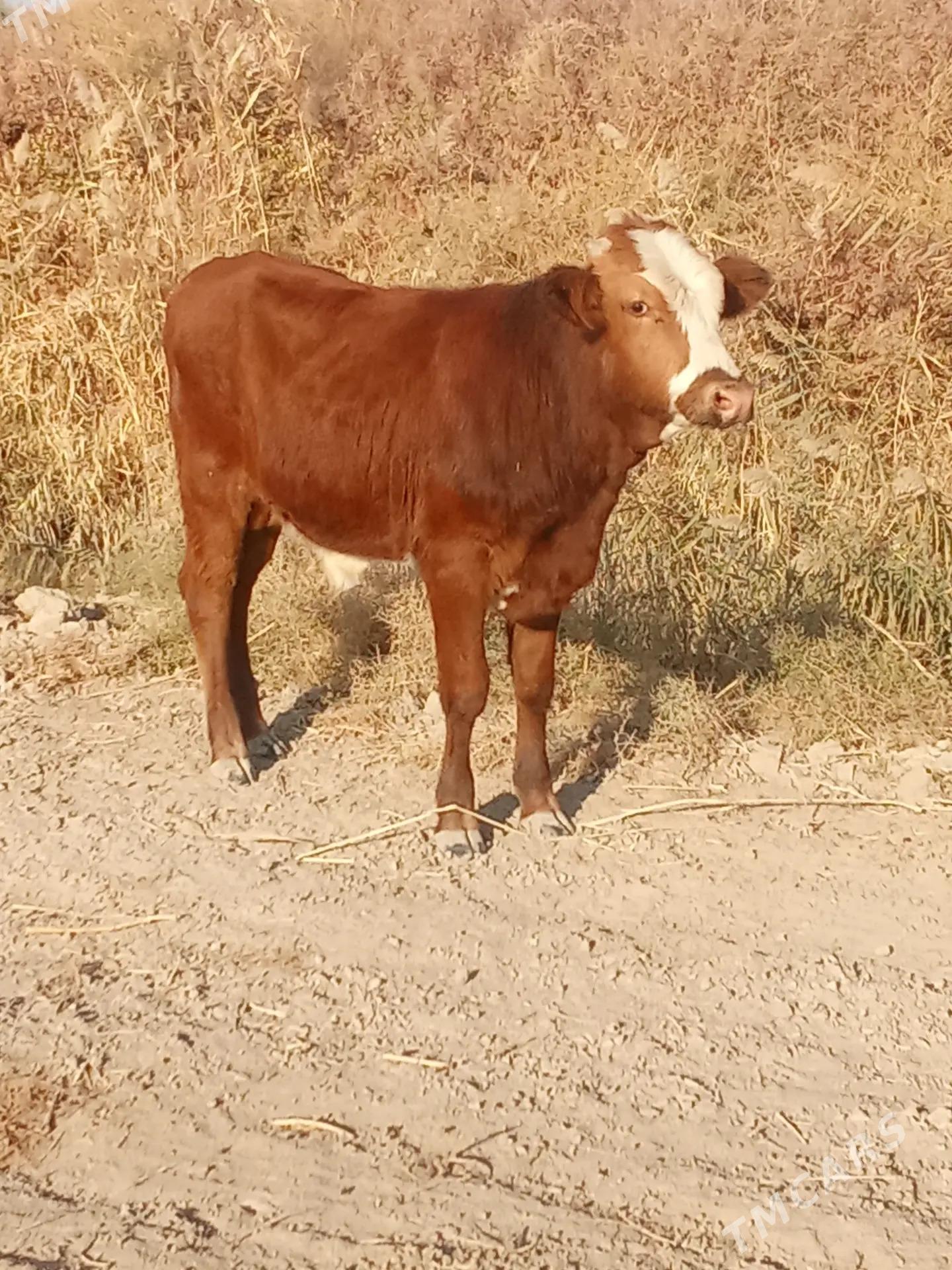 okuz - Baýramaly - img 4