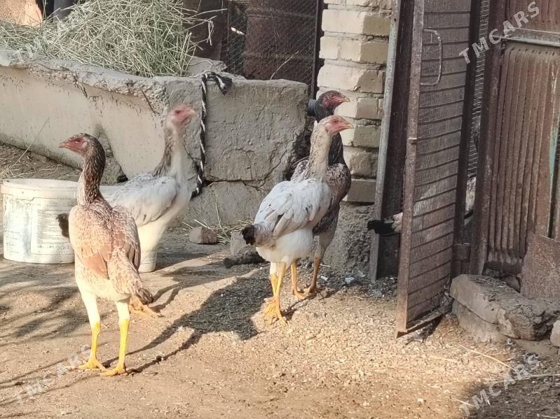 Boýes mäkiler 6 aýlyk - Туркменабат - img 5