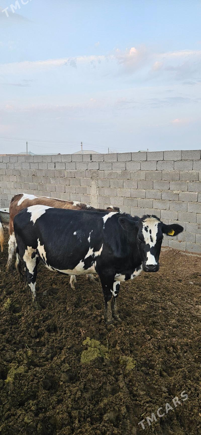 Galyşteýn Şygyrlar ýaş bogaz t - Бахарден - img 1