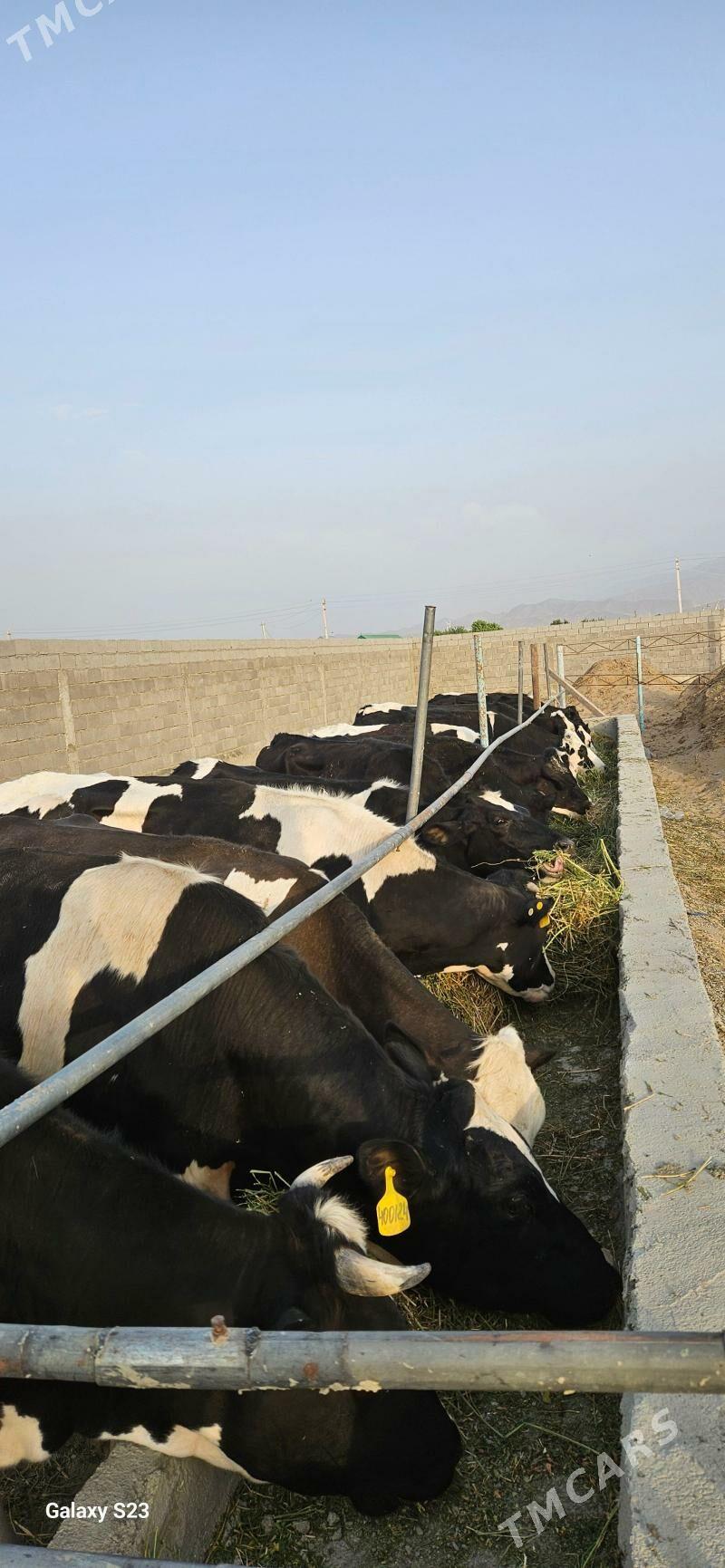 Galyşteýn Şygyrlar ýaş bogaz t - Бахарден - img 3