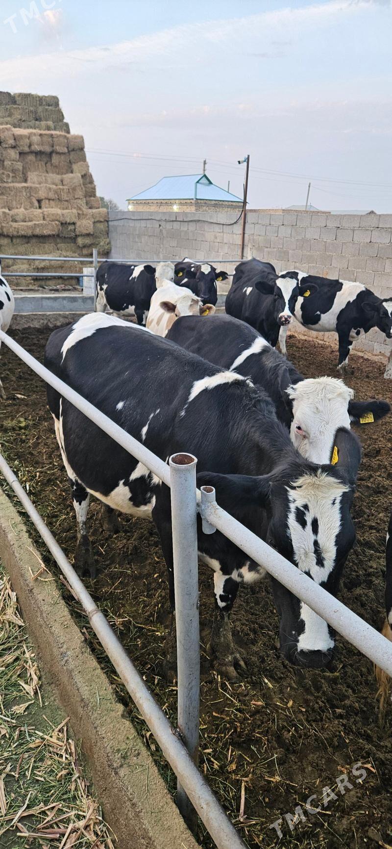 Galyşteýn Şygyrlar ýaş bogaz t - Бахарден - img 2