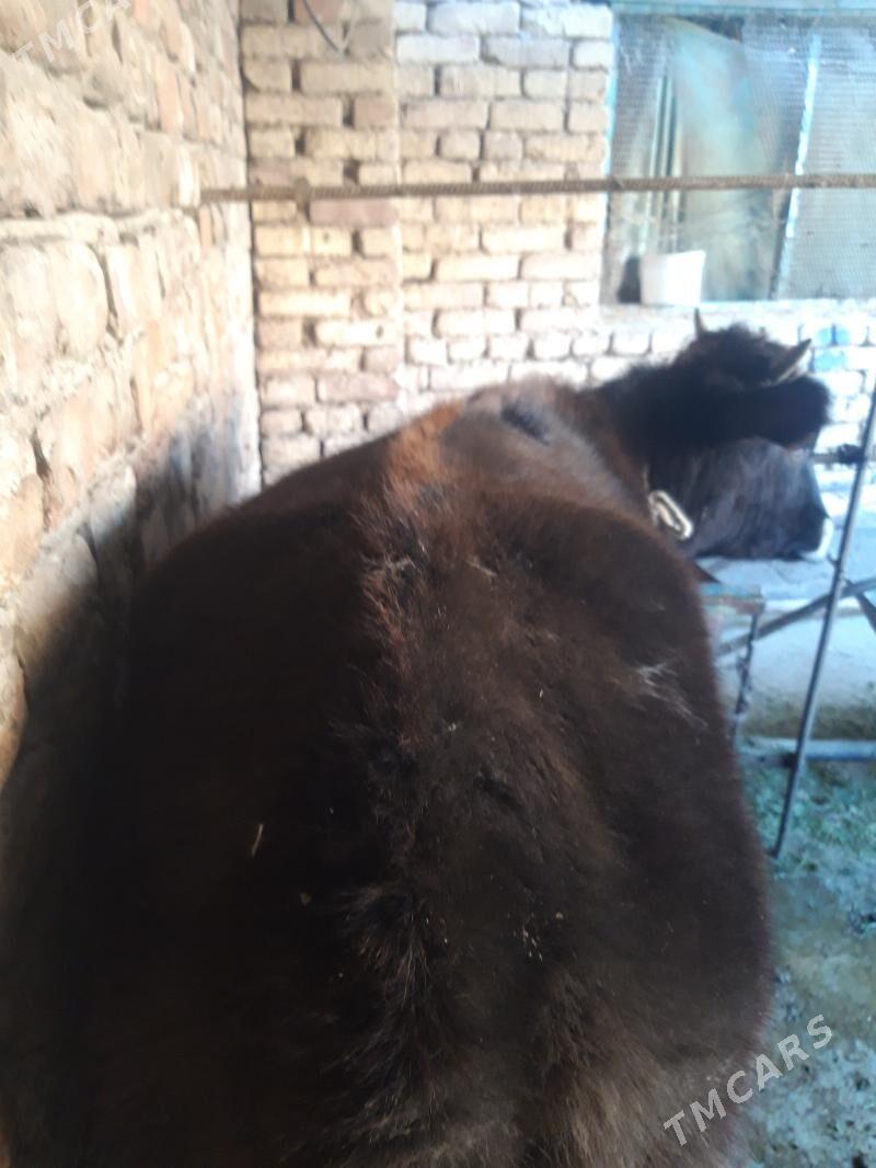 tuwe - Теджен - img 3